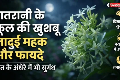 रात में खिलने वाले रातरानी के फूल और उसकी सुगंध के फायदे