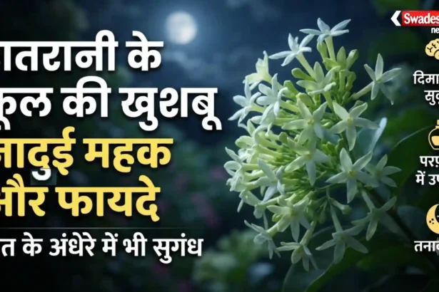 रात में खिलने वाले रातरानी के फूल और उसकी सुगंध के फायदे