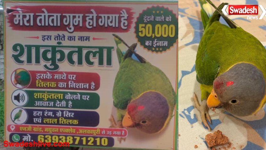 Missing Parrot Gwalior