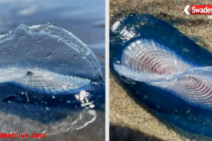 Blue Creatures UK Beaches