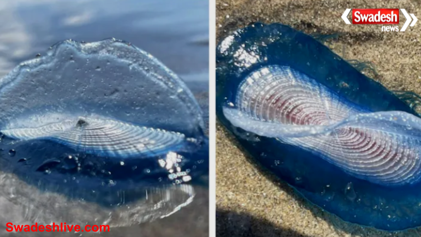 Blue Creatures UK Beaches