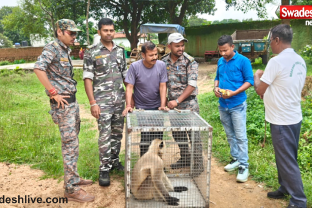 Langur Rescue Operation