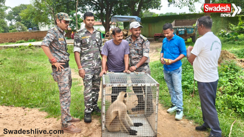 Langur Rescue Operation