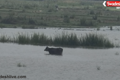 Bhojpur Flood Ganga Water Level