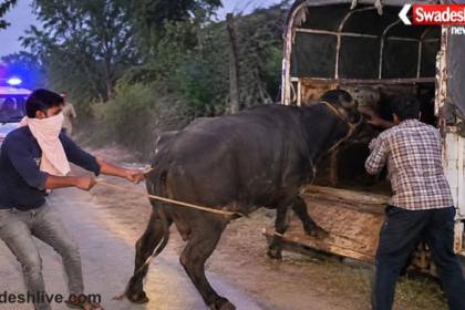 Machalpur Buffalo Theft