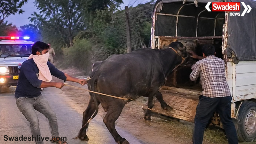 Machalpur Buffalo Theft