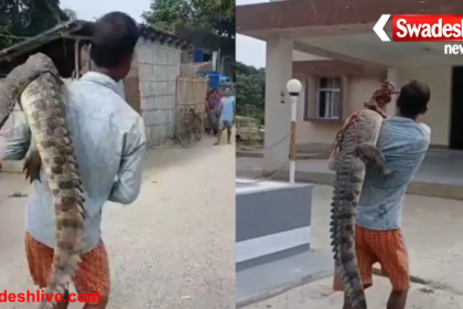 Crocodile Carried to Police Station