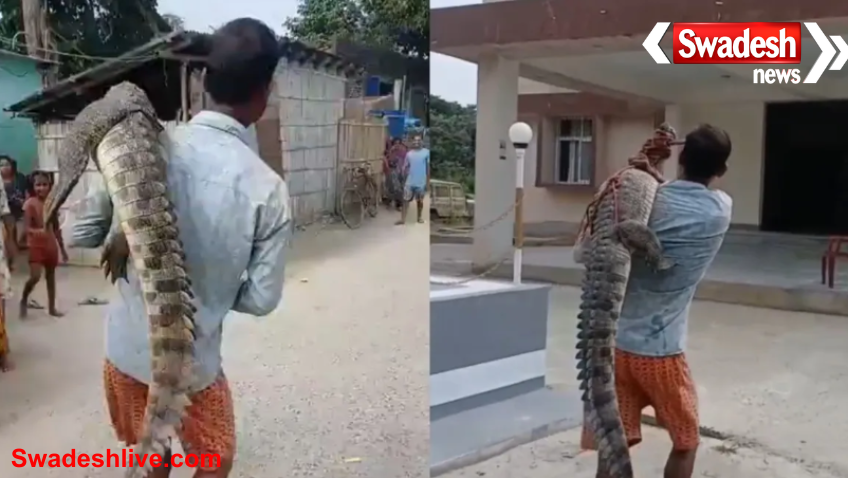 Crocodile Carried to Police Station
