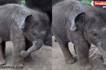 Baby Elephant Viral Video