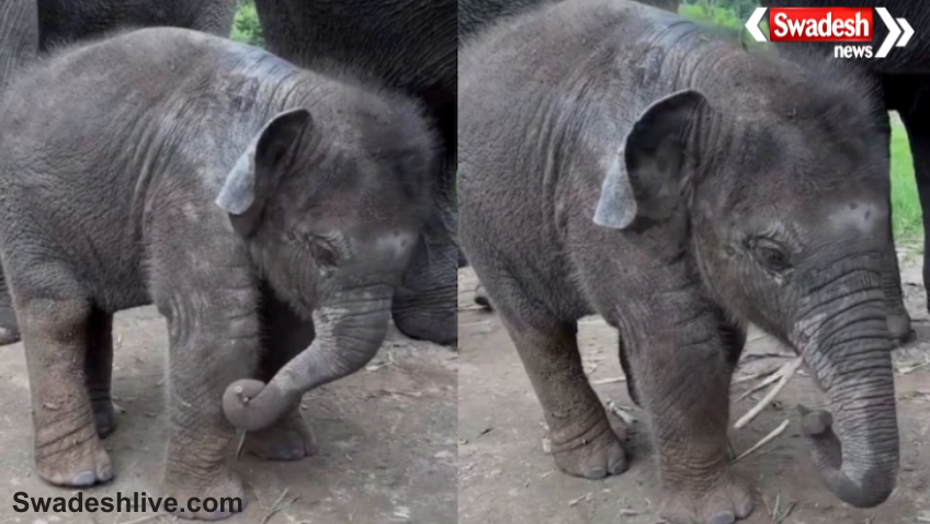 Baby Elephant Viral Video