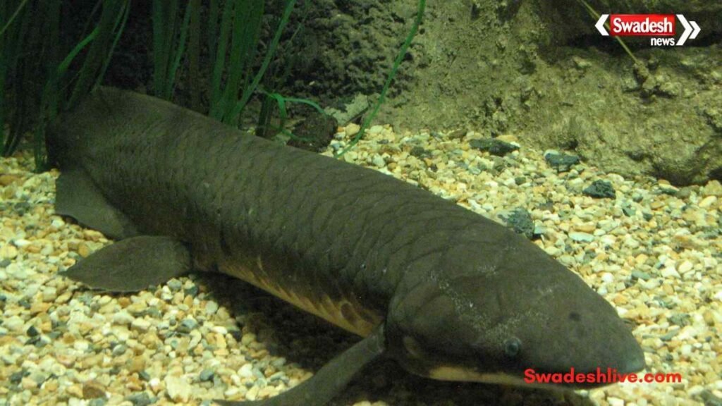 https://swadeshlive.com/khabar-hatke-lungfish-fish-can-survive-without-water-for-years/