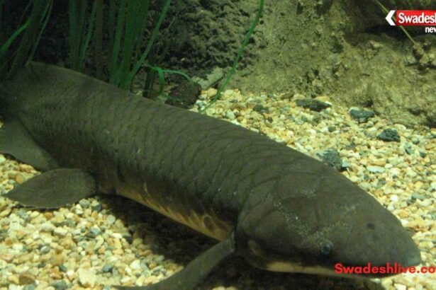 https://swadeshlive.com/khabar-hatke-lungfish-fish-can-survive-without-water-for-years/