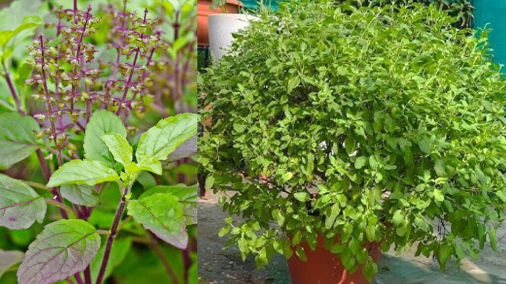 Tulsi Benefits
