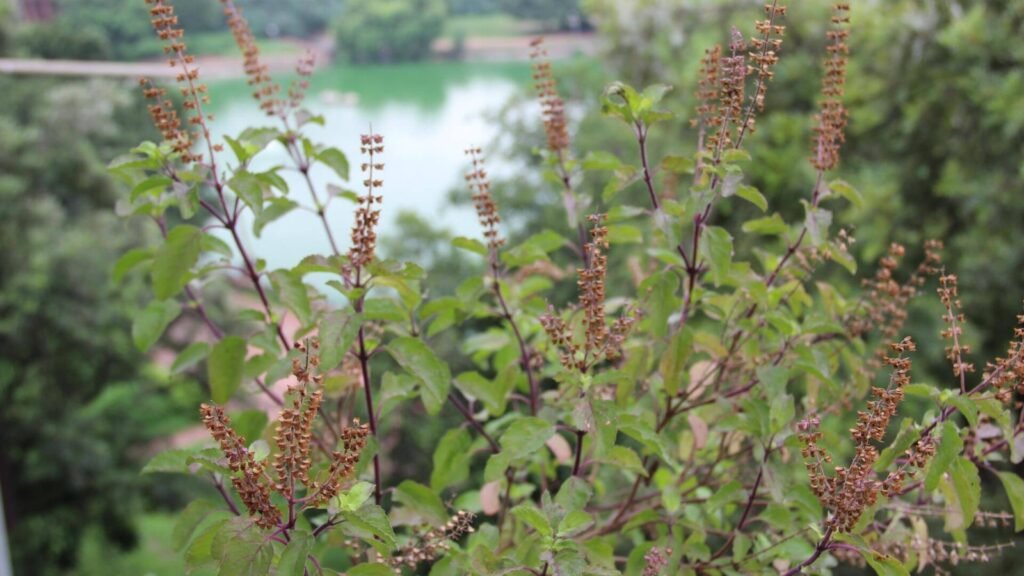 Tulsi Benefits