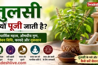 घर के आंगन में लगी तुलसी का पौधा, तुलसी की पत्तियां और बीज, धार्मिक पूजा और आयुर्वेदिक उपयोग को दर्शाती हुई तस्वीर