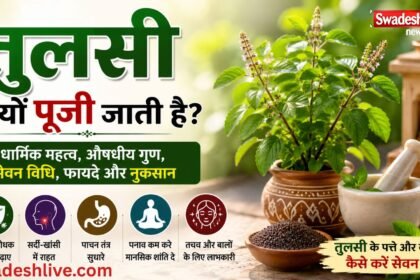 घर के आंगन में लगी तुलसी का पौधा, तुलसी की पत्तियां और बीज, धार्मिक पूजा और आयुर्वेदिक उपयोग को दर्शाती हुई तस्वीर
