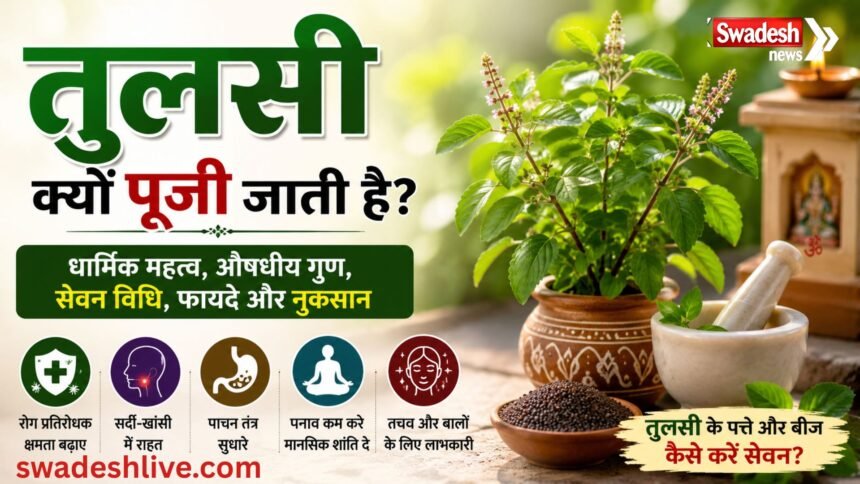 घर के आंगन में लगी तुलसी का पौधा, तुलसी की पत्तियां और बीज, धार्मिक पूजा और आयुर्वेदिक उपयोग को दर्शाती हुई तस्वीर