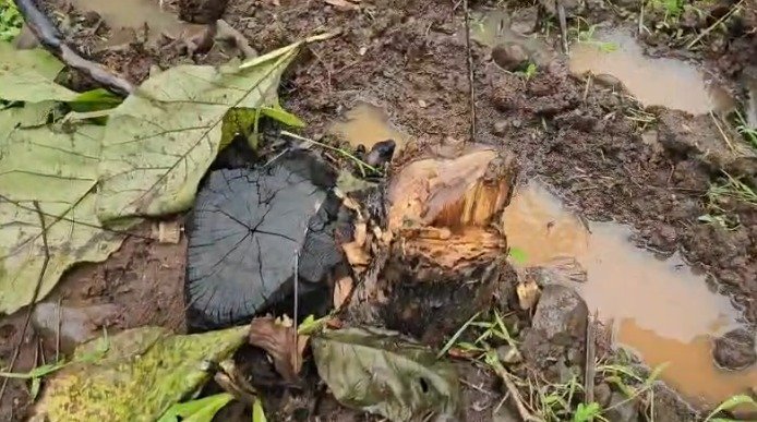 Dabri Forest Area 