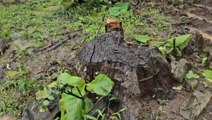 Dabri Forest Area 
