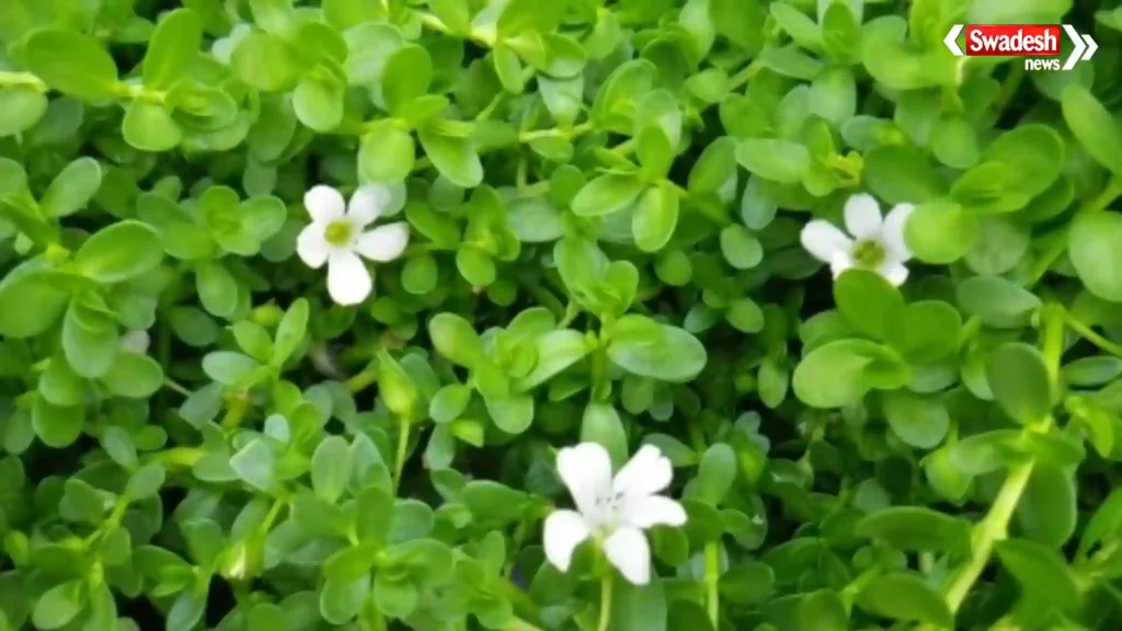 Brahmi Benefits
