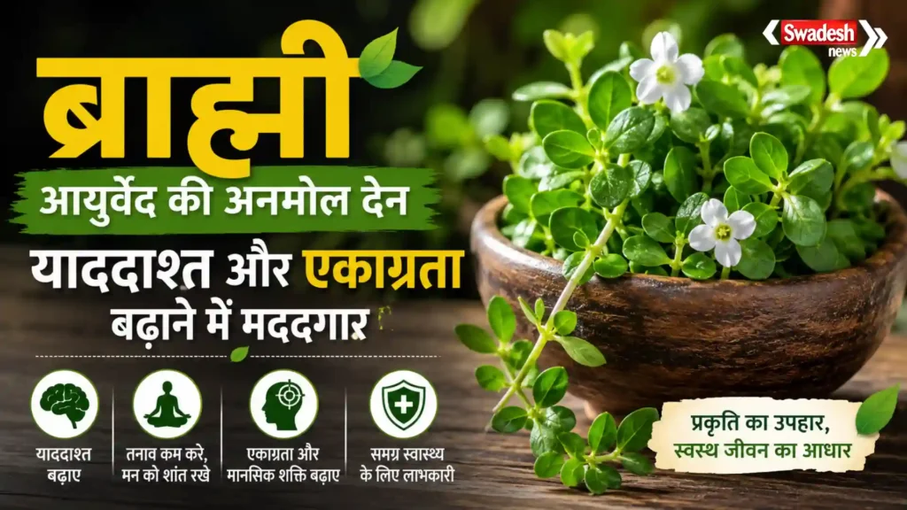 ब्राह्मी का पौधा और इसकी हरी पत्तियां