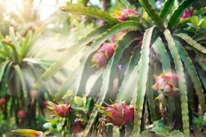 dragon-fruit-health-benefits-webstory.jpg04