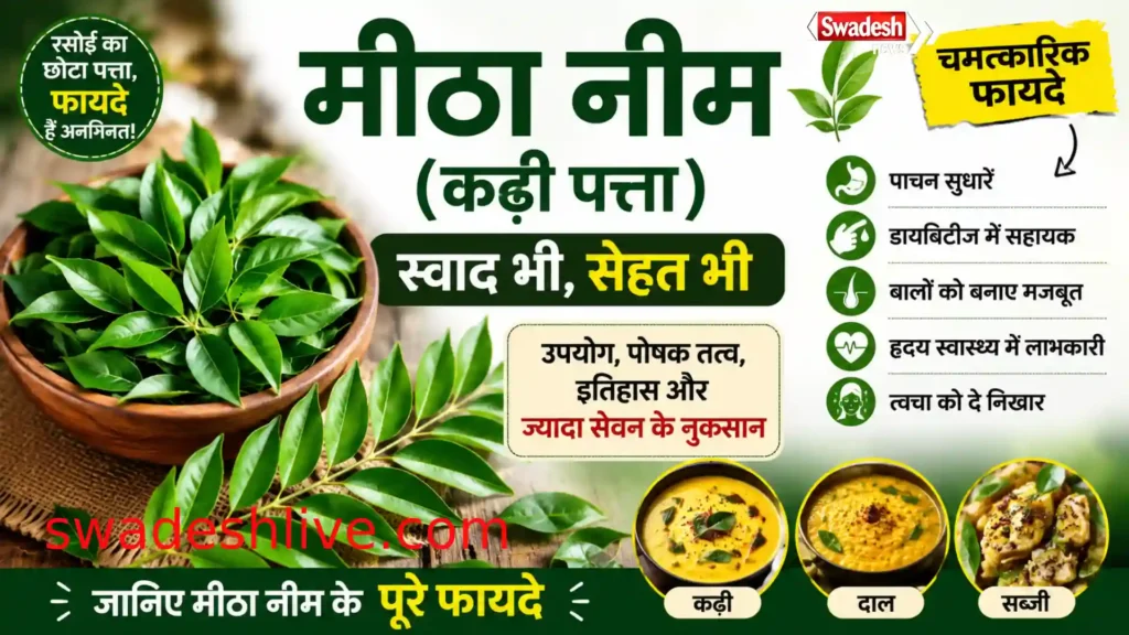 कढ़ी पत्ता यानी मीठा नीम की ताजी पत्तियां, जिनका उपयोग दाल, कढ़ी और आयुर्वेदिक घरेलू उपचार में किया जाता है