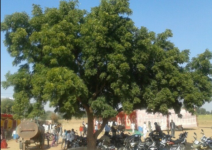 Neem Benefits