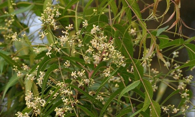 Neem Benefits