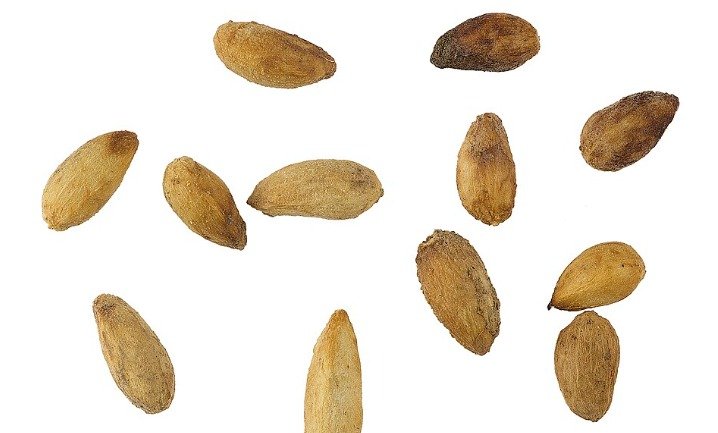 Neem Benefits