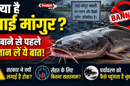 thai-mangur-fish-ban-health-risks