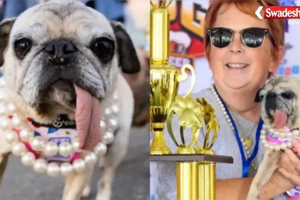 World Ugliest Dog 2026 की विजेता 6 साल की पग जिनी लू