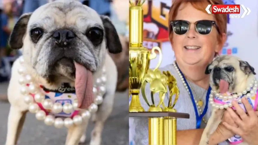 World Ugliest Dog 2026 की विजेता 6 साल की पग जिनी लू