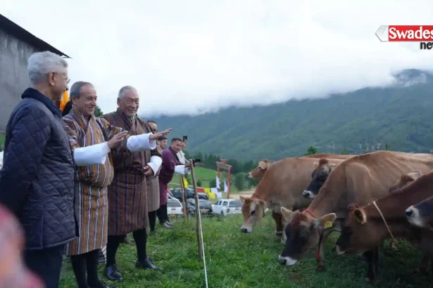 india-bhutan-relation-gifts-43-jersey-cows/
