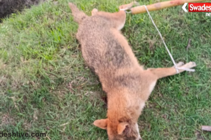 Kataiya Fox Attack