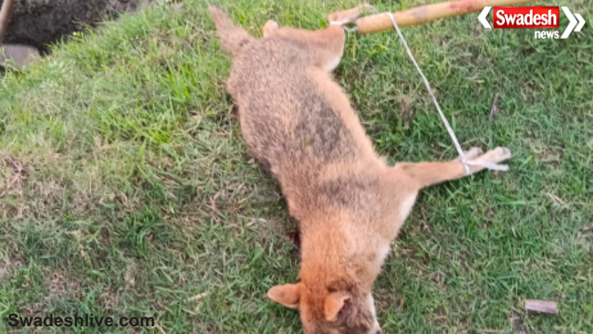 Kataiya Fox Attack