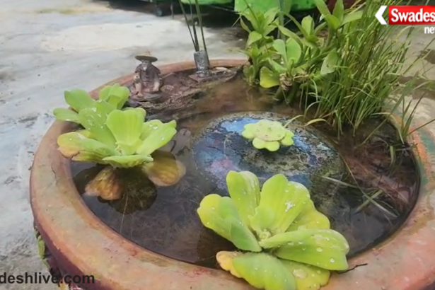 Vidisha Terrace Garden