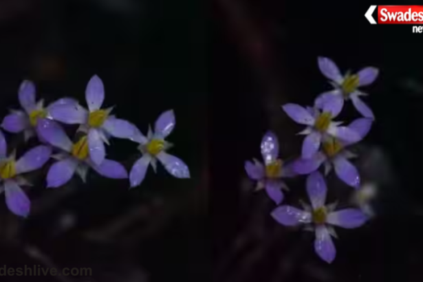 Exacum Loheri Flower