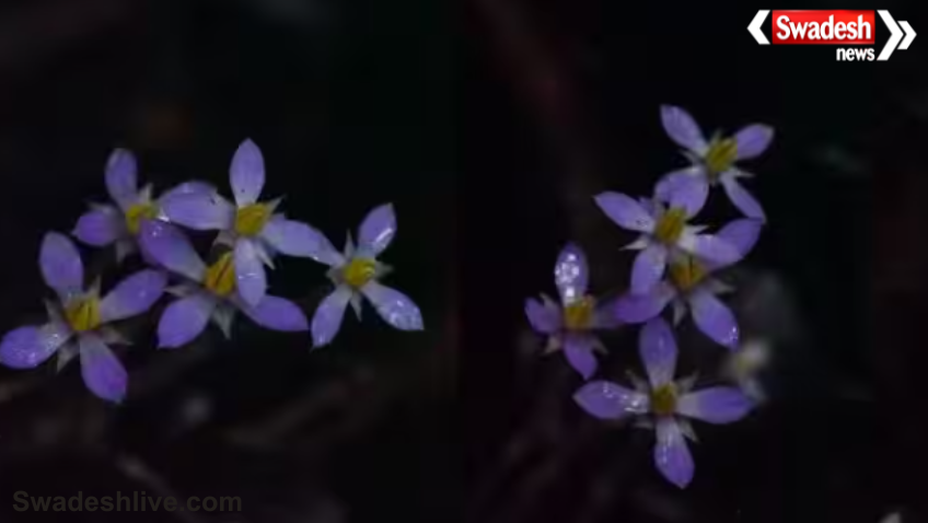 Exacum Loheri Flower