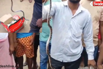 Snake Bite
