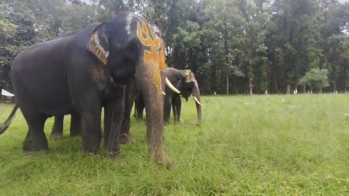Kanha Elephant Camp