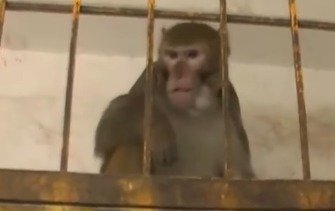 UP Couple Monkey Property Animal LoveStory