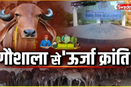 kheti-pashupalan-gramin-arthvyavastha-khas-report-swadesh-news