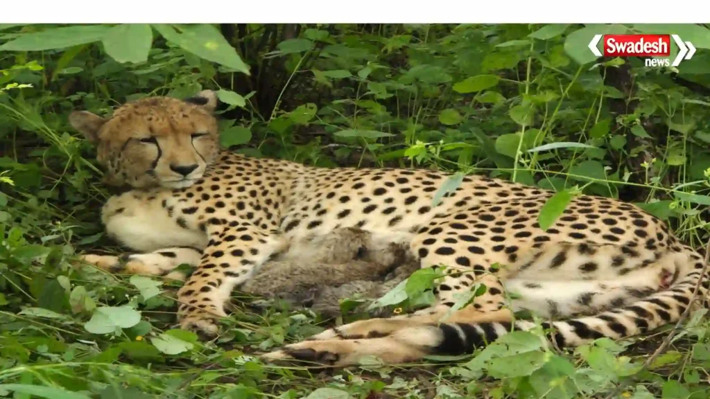 kuno-cheetah-cubs birth kgp12