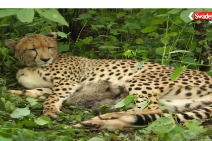 kuno-cheetah-cubs birth kgp12