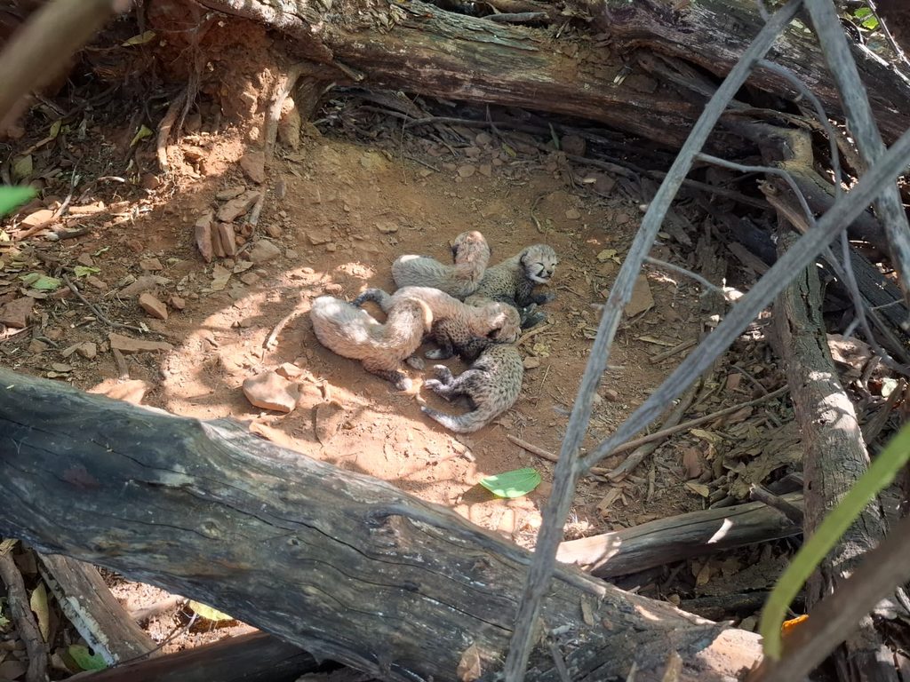 Five Cubs Born at Kuno