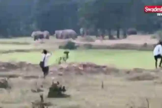 Ambikapur Elephants Human Conflict
