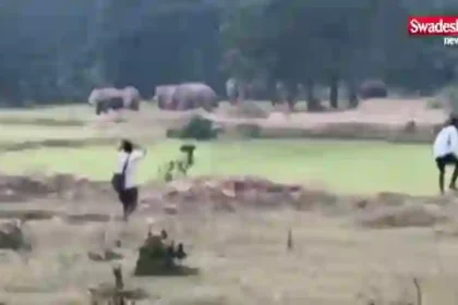 Ambikapur Elephants Human Conflict