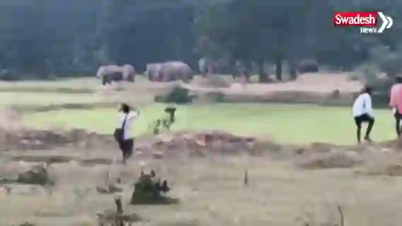 Ambikapur Elephants Human Conflict
