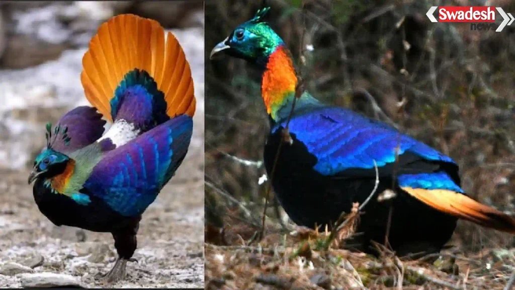 himalayan-monal-habitat-noise-research/